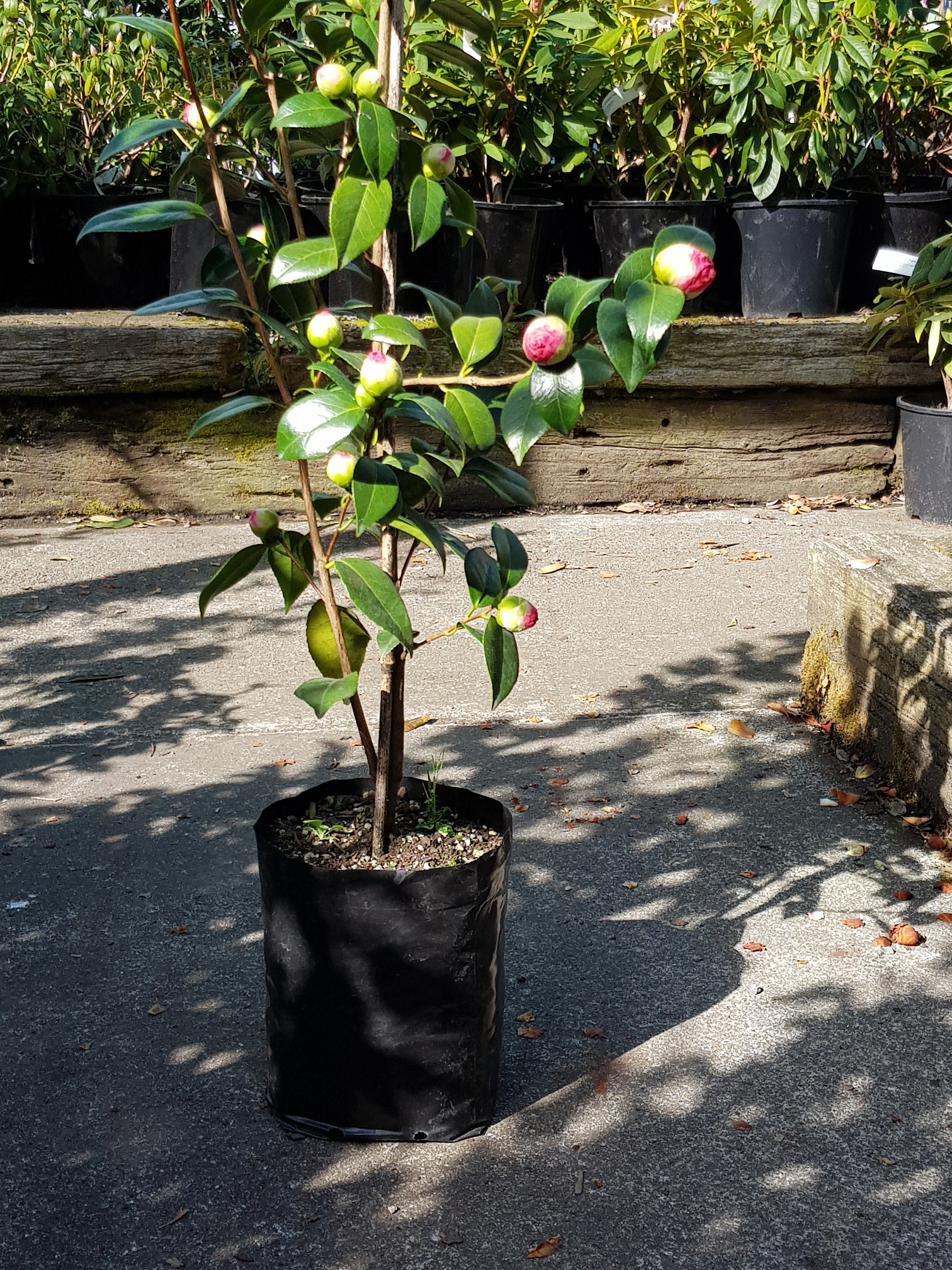 New Zealand manufacturers of PBS planter bags. Flexoplas Limited Christchurch.