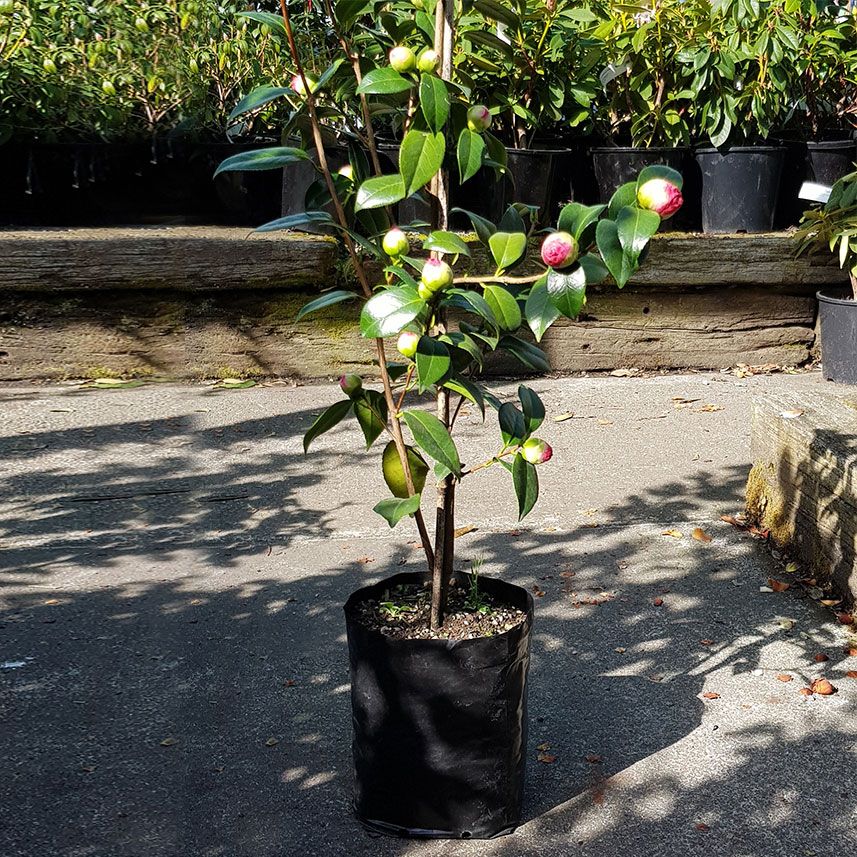 New Zealand manufacturers of PBS planter bags. Flexoplas Limited Christchurch. New Zealand manufacturers of PBS planter bags. Flexoplas Limited Christchurch.